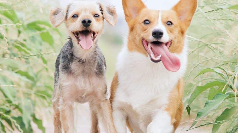 Pet Boarding vs. Pet Sitting: Which is the Best Option for You and Your Pet?
