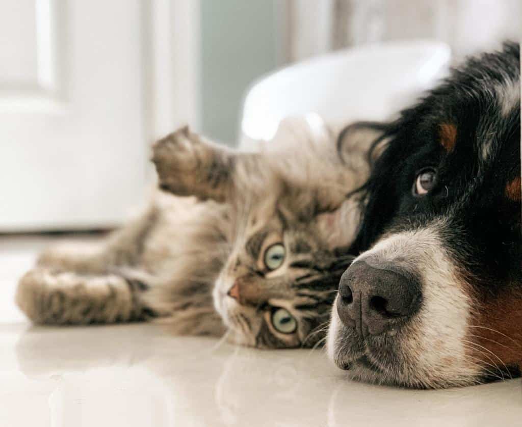 Do dogs or cats love their owners more? Study says one pet's more devoted