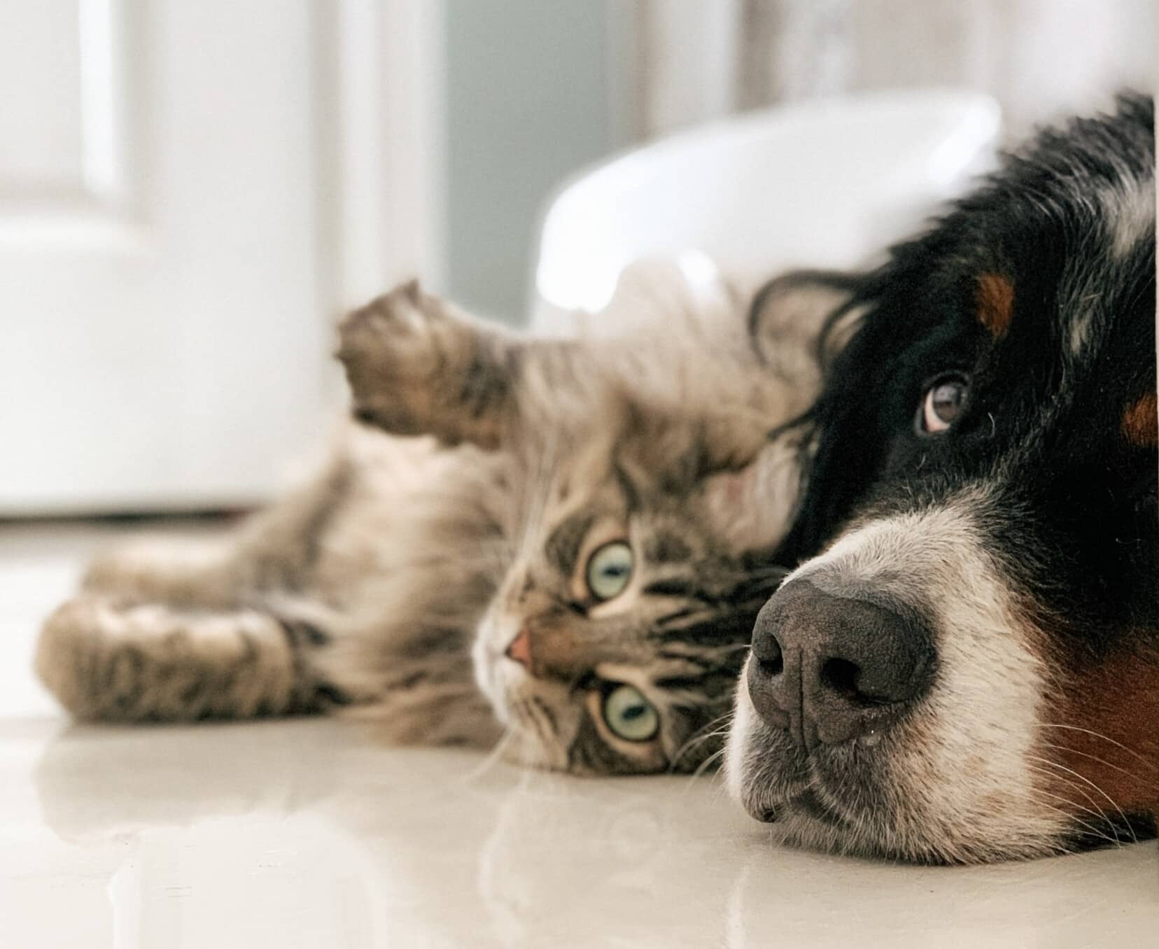 Everything You Need to Know About Getting a Cat and Dog