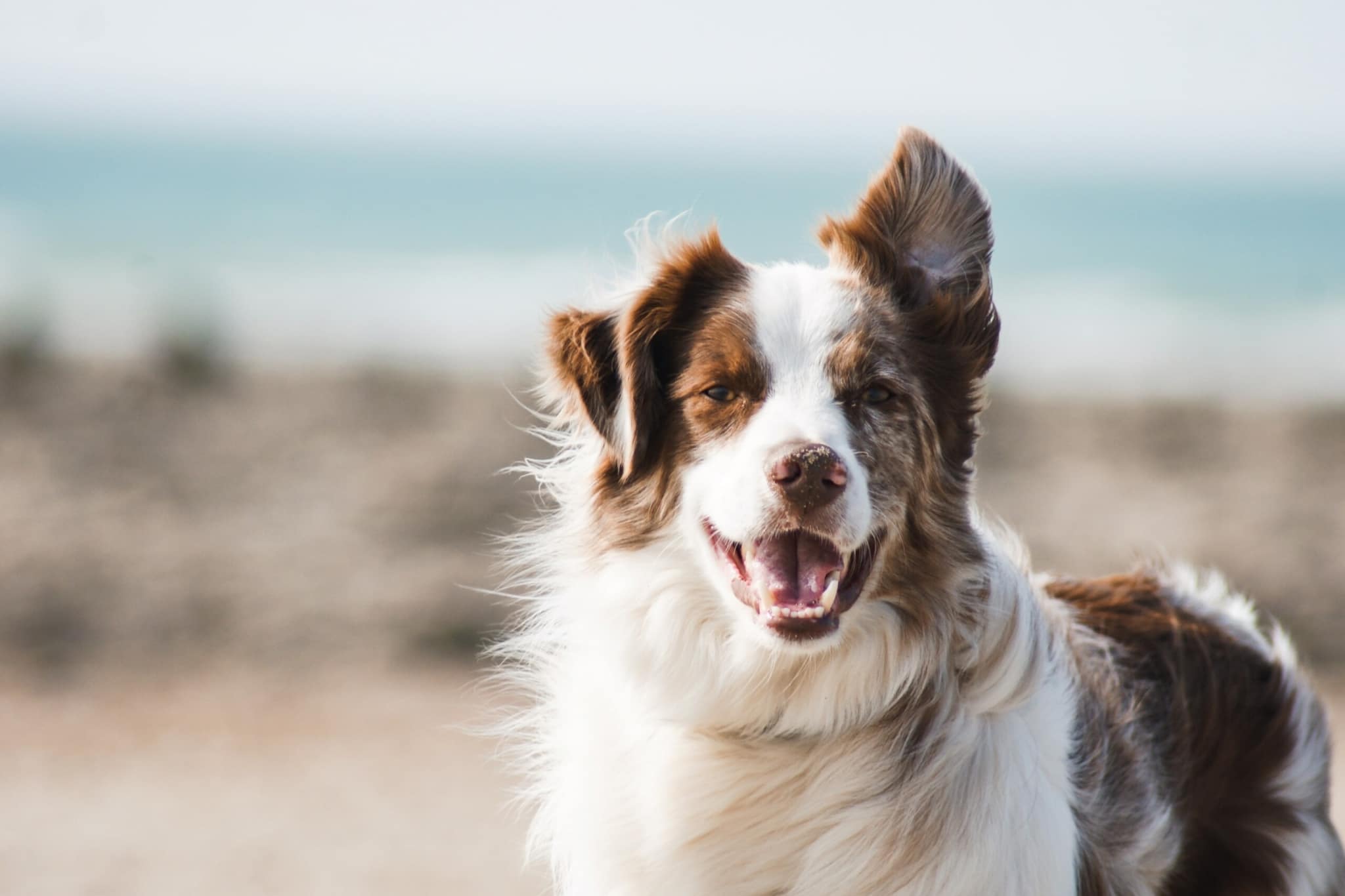 Prioritizing Your Dog's Health at the Park: A Guide to Keeping Your Furry Friend Fit and Happy