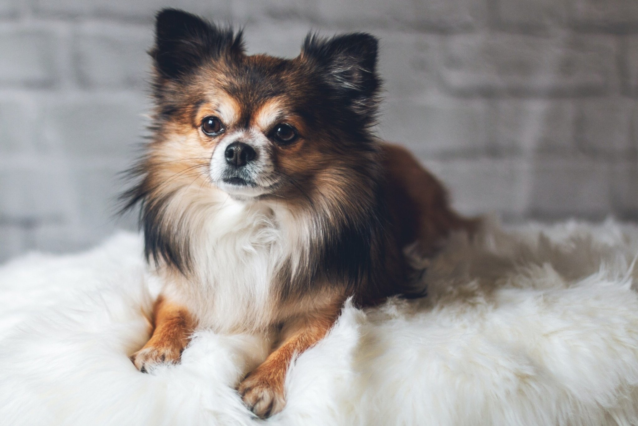 The Top 25 Dog Breeds for Apartment Living