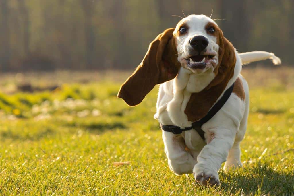 Basset hound clearance in apartment