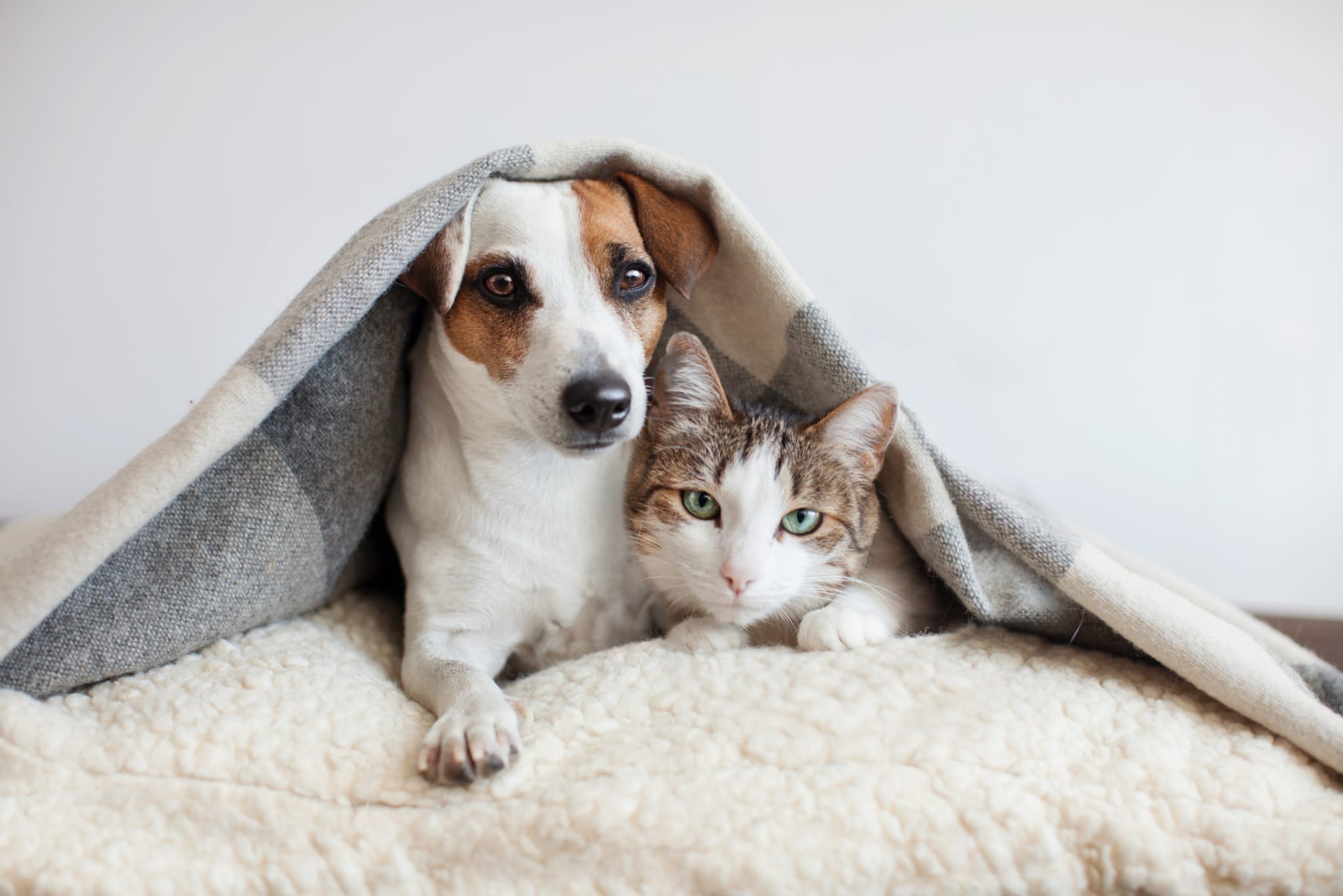 How to Keep Your Pets Safe as Temperatures Drop