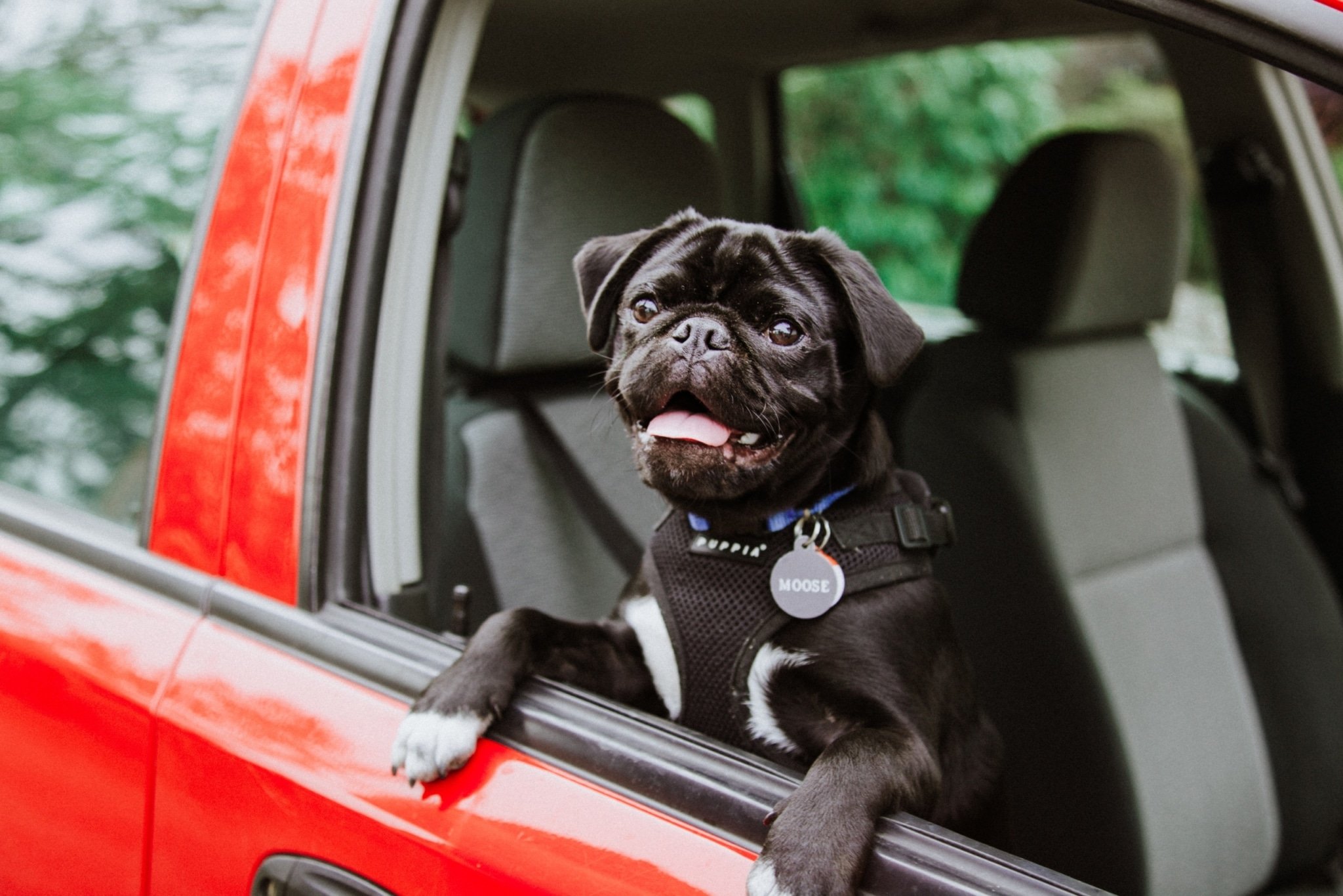Life on the Road: How to Travel Safely with Your Pets