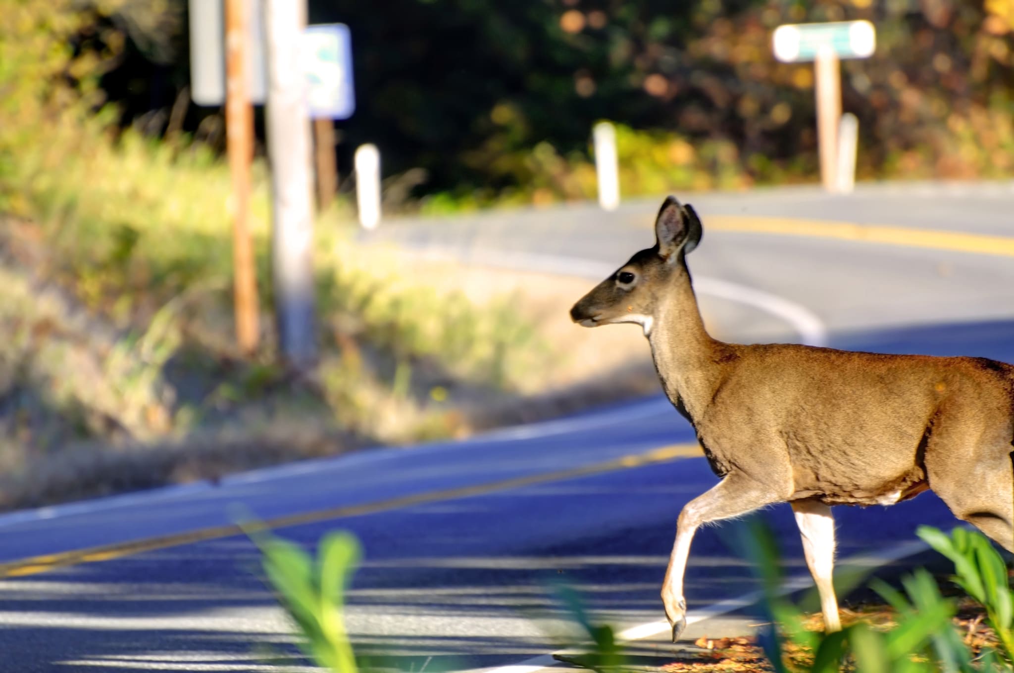 Deer Collisions: How to Avoid & What to Do if You Can’t