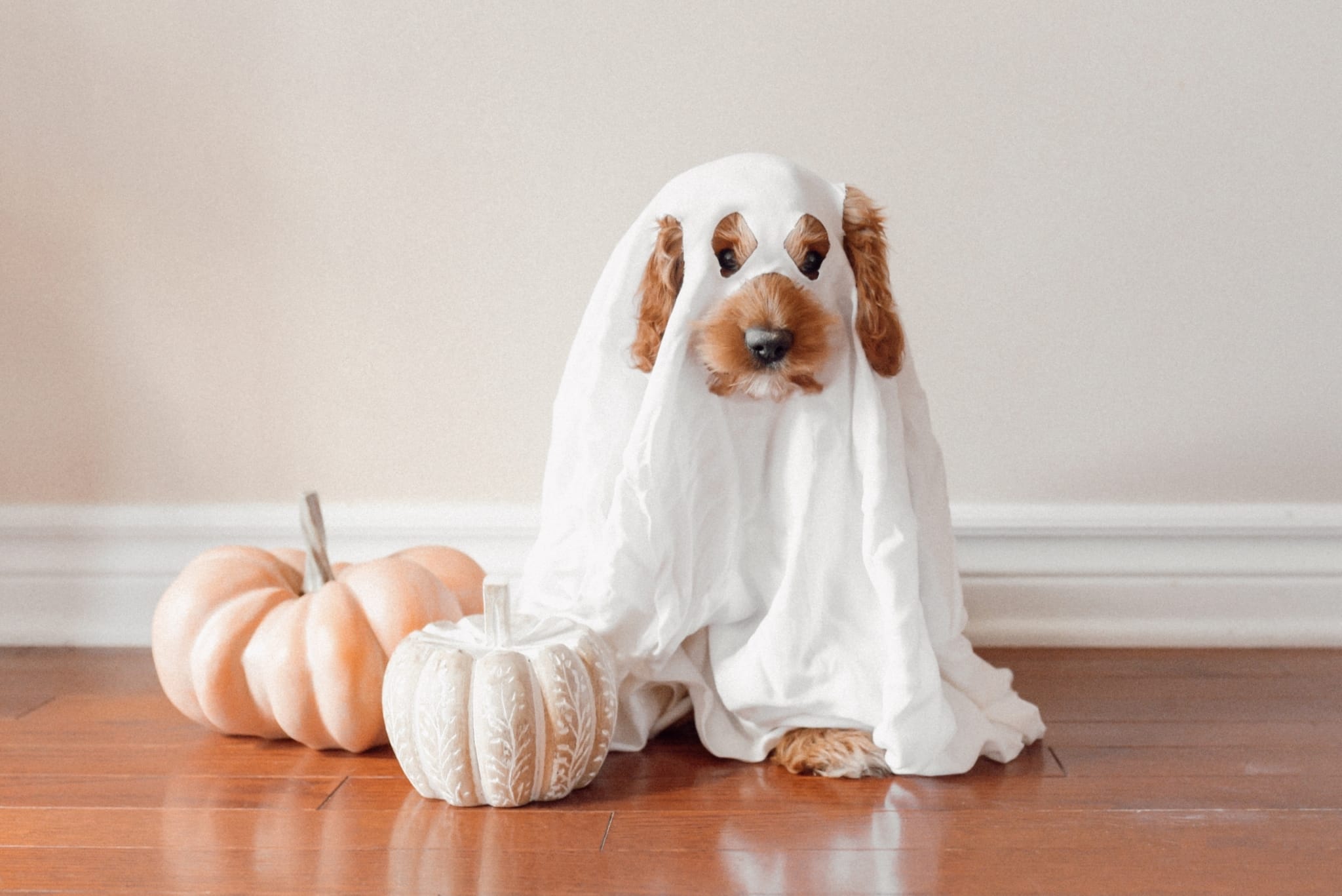 5 Halloween Pet Safety Tips