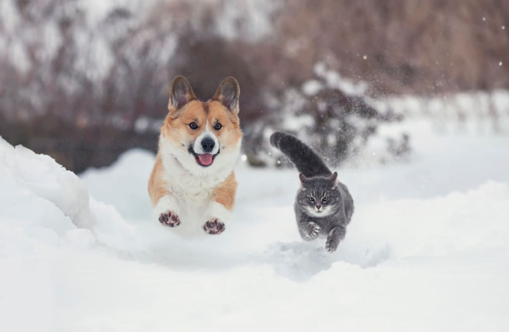 Pets running in the snow