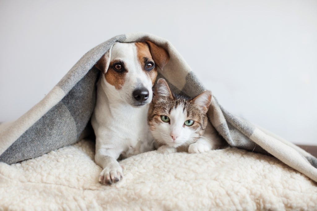 Dog and cat laying under a blanket