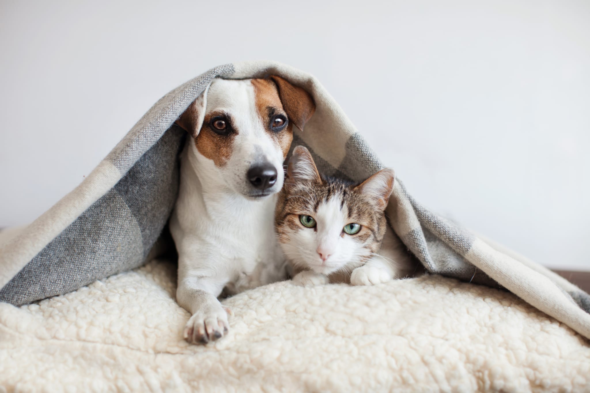Is Pet Insurance Essential for Every Pet Owner?