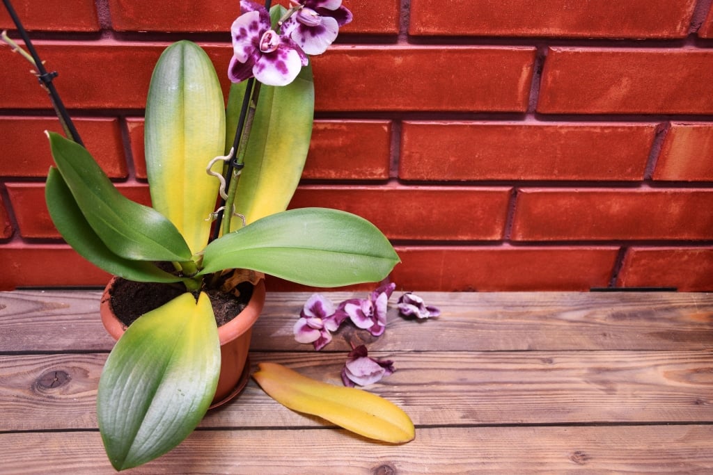 Plant in sitting in the sun